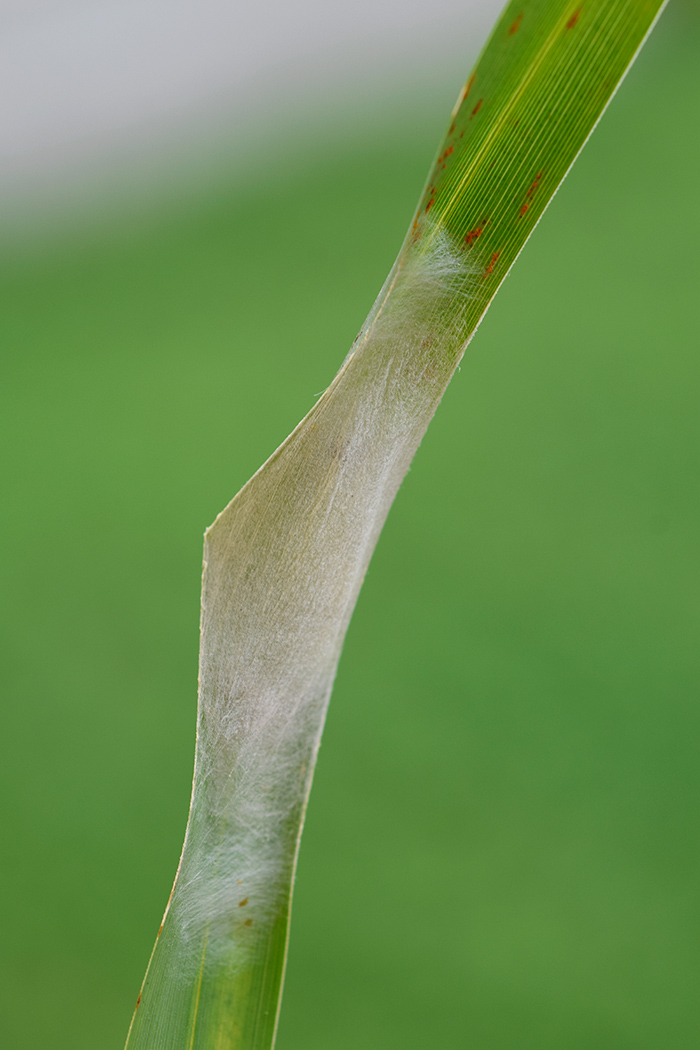 Larva, bozzolo, pupa e adulto di Plusia festucae - Noctuidae